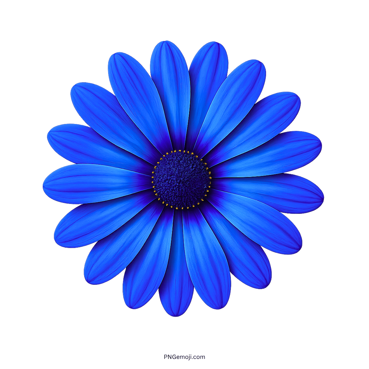 Beautiful blue African daisy flower with vibrant petals and yellow center.