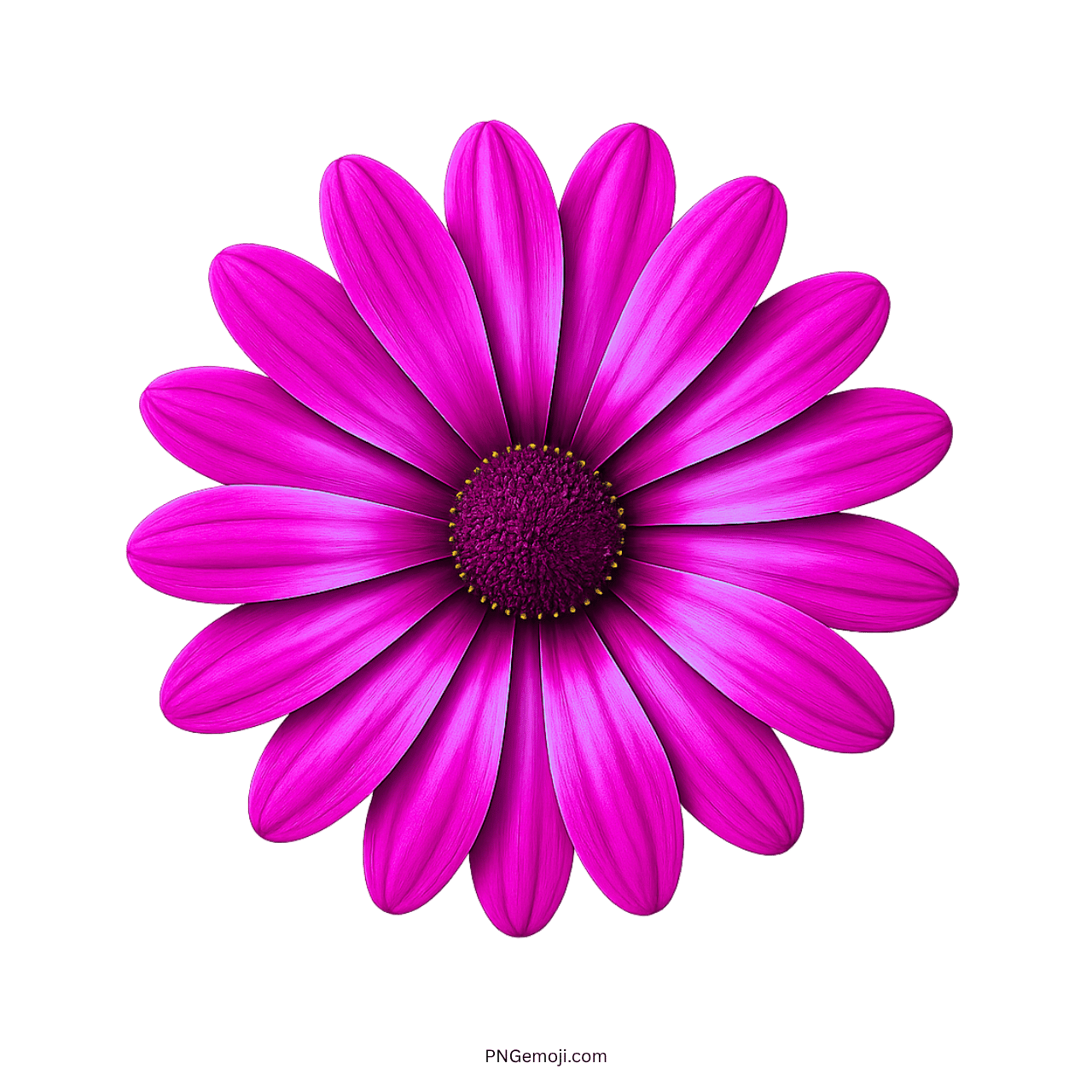 Stunning close-up of an African daisy flower with vibrant pink petals and dark center on green background.
