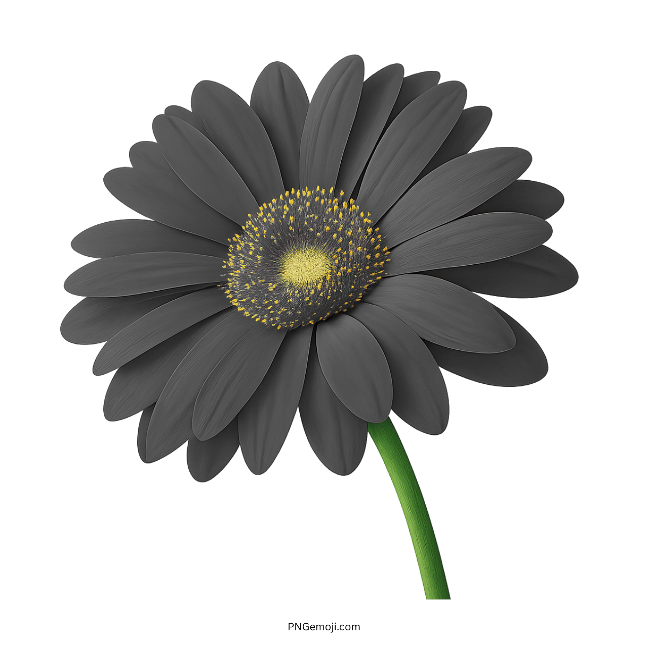 Elegant black Gerbera Daisy with yellow center and green stem, perfect for modern floral designs.