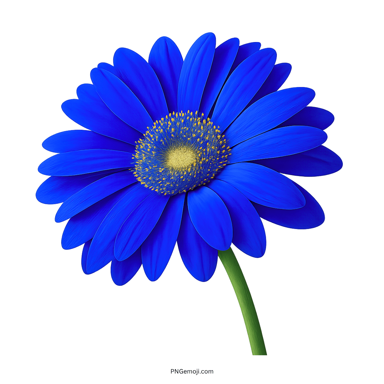 Vibrant blue Gerbera Daisy with a yellow center and green stem, perfect for floral designs.