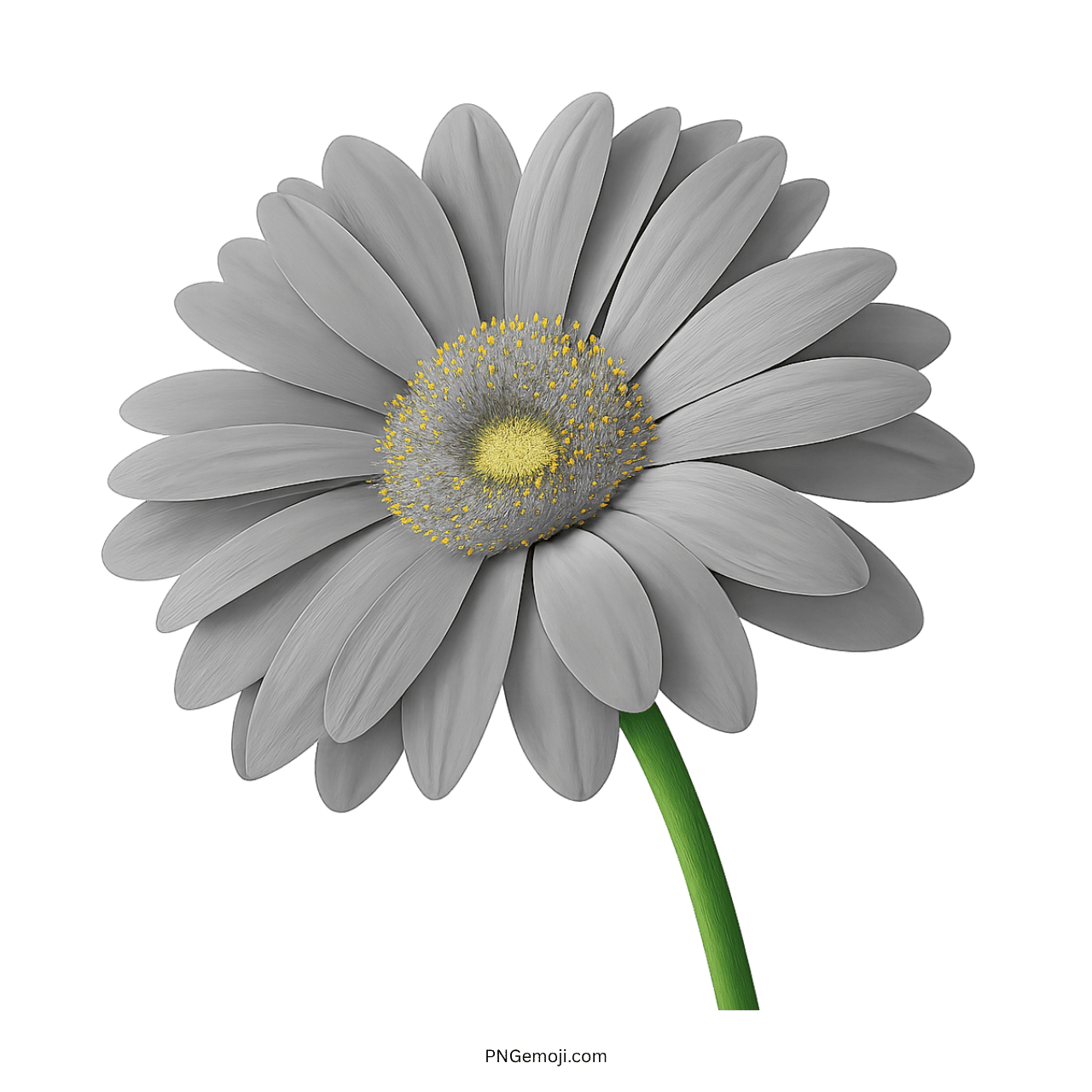 Elegant gray Gerbera Daisy with yellow center and green stem, perfect for minimalist floral designs.
