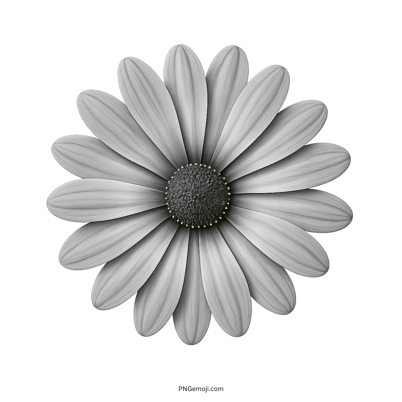  Elegant grayscale African daisy flower with soft petals and a dark center