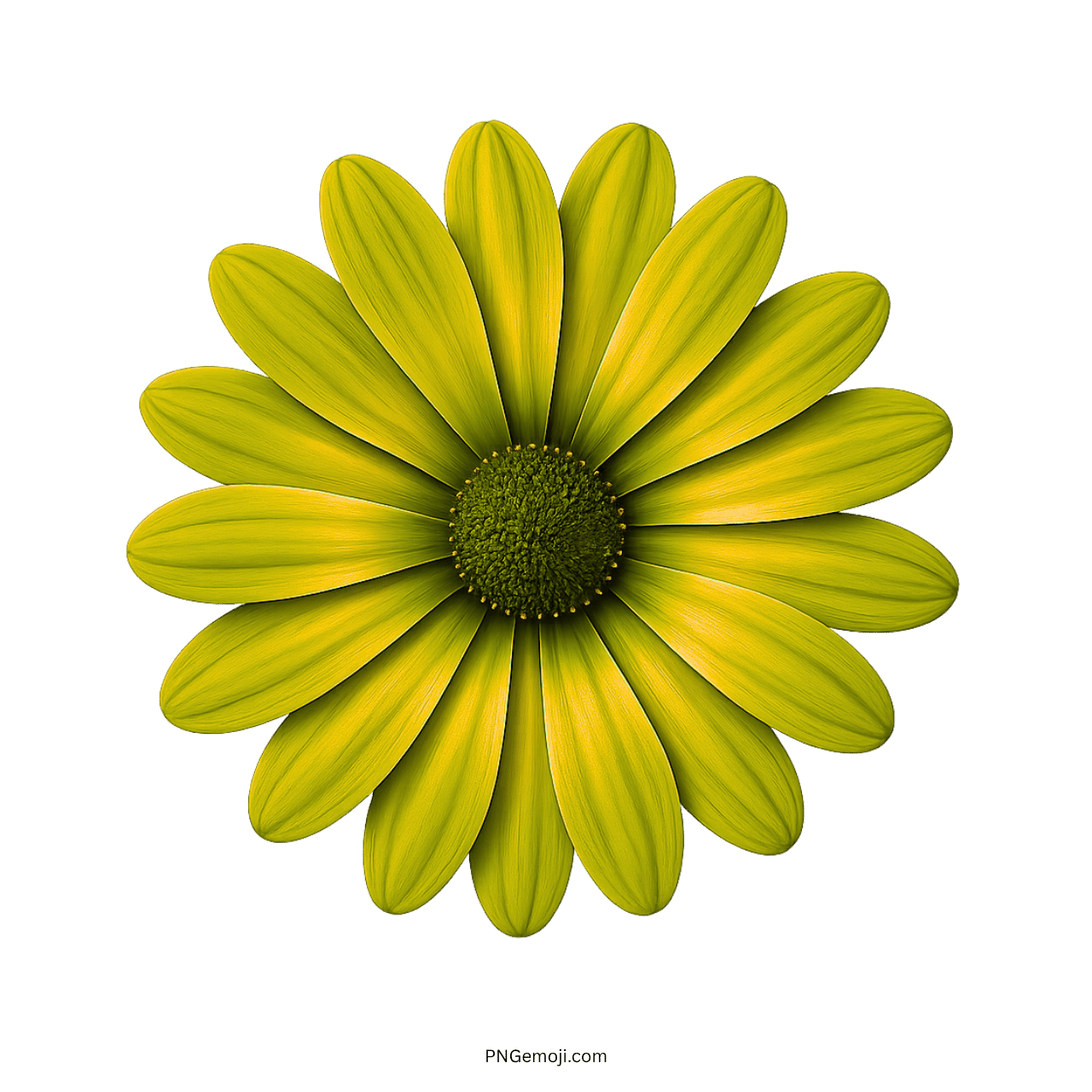  Fresh green African daisy flower with vibrant yellow-green petals and center.