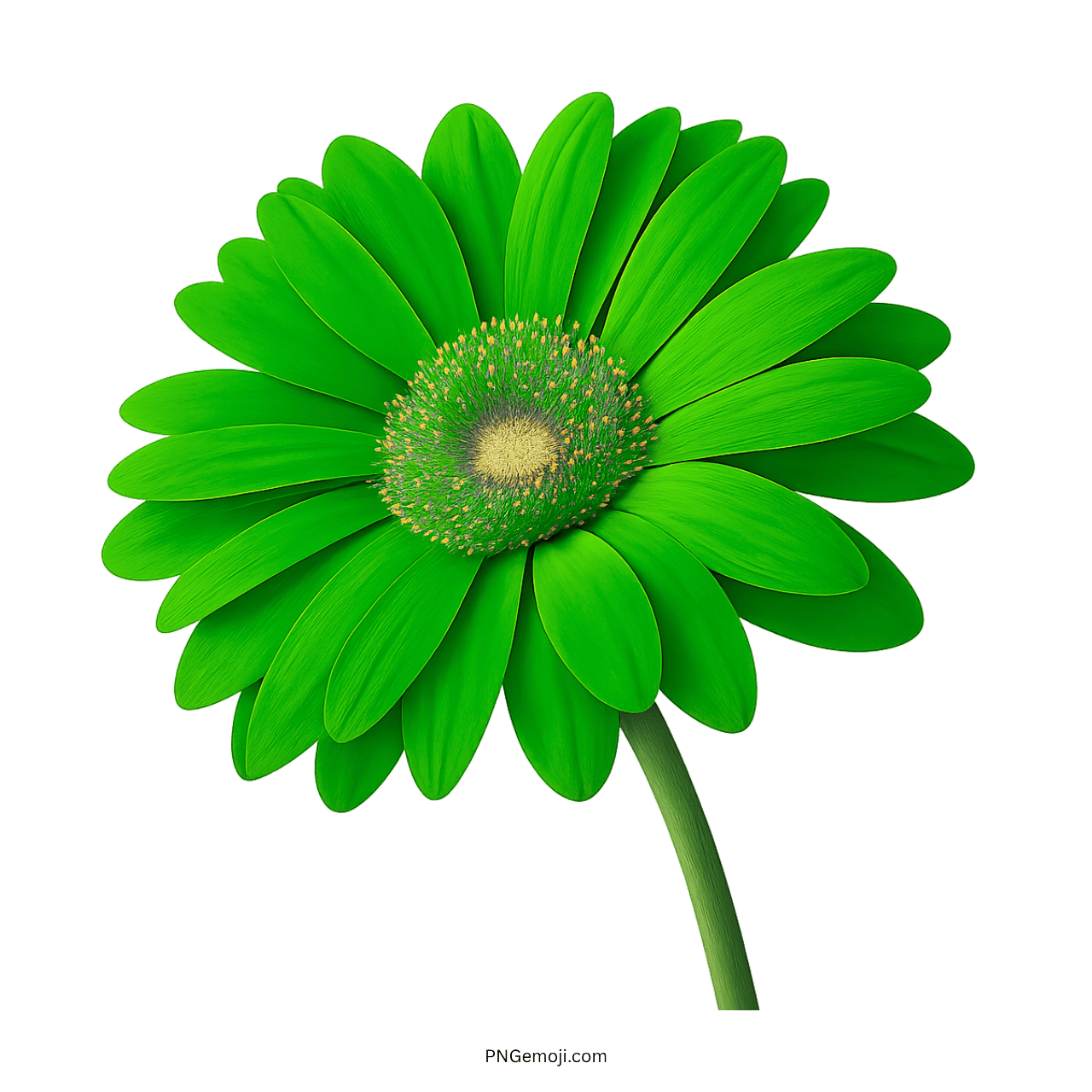 Vibrant green Gerbera Daisy with textured yellow center and green stem, perfect for nature-inspired designs.