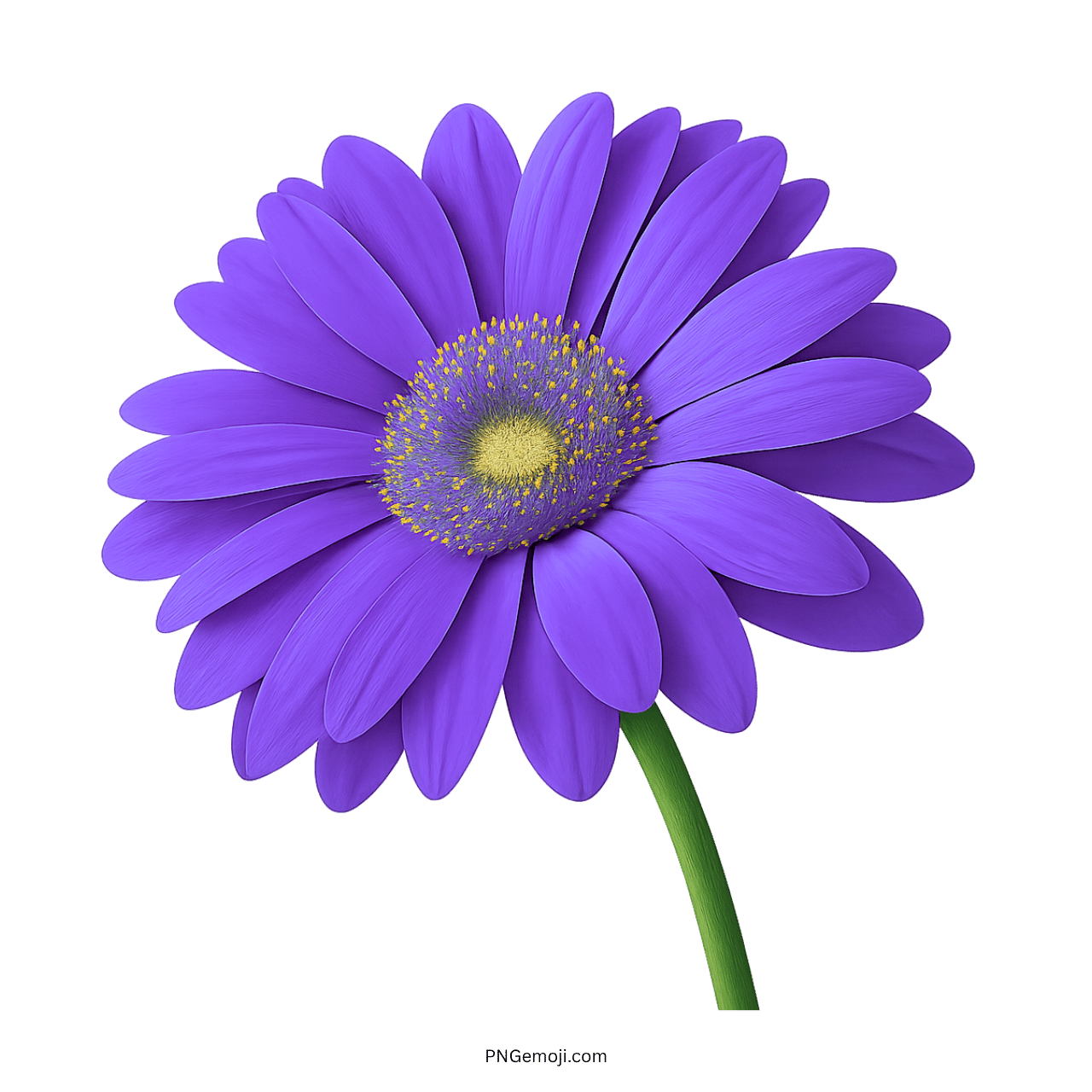 Purple Gerbera daisy flower with a yellow center and green stem.