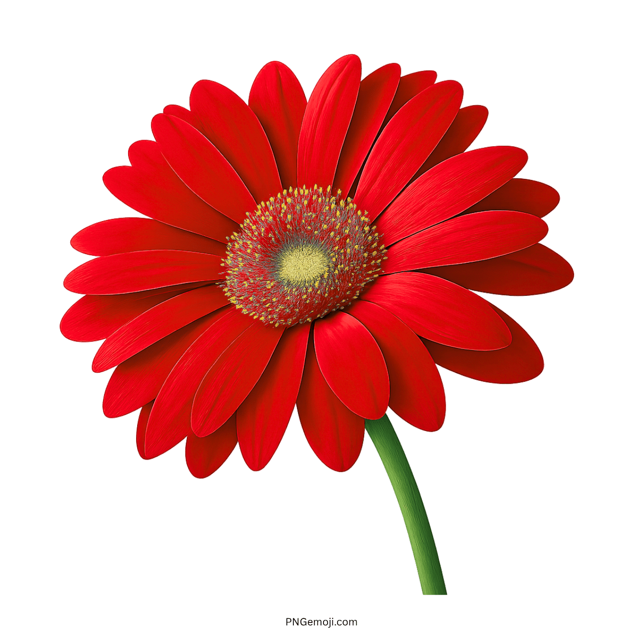 Bright red Gerbera Daisy with a yellow center and green stem, perfect for vibrant floral designs.