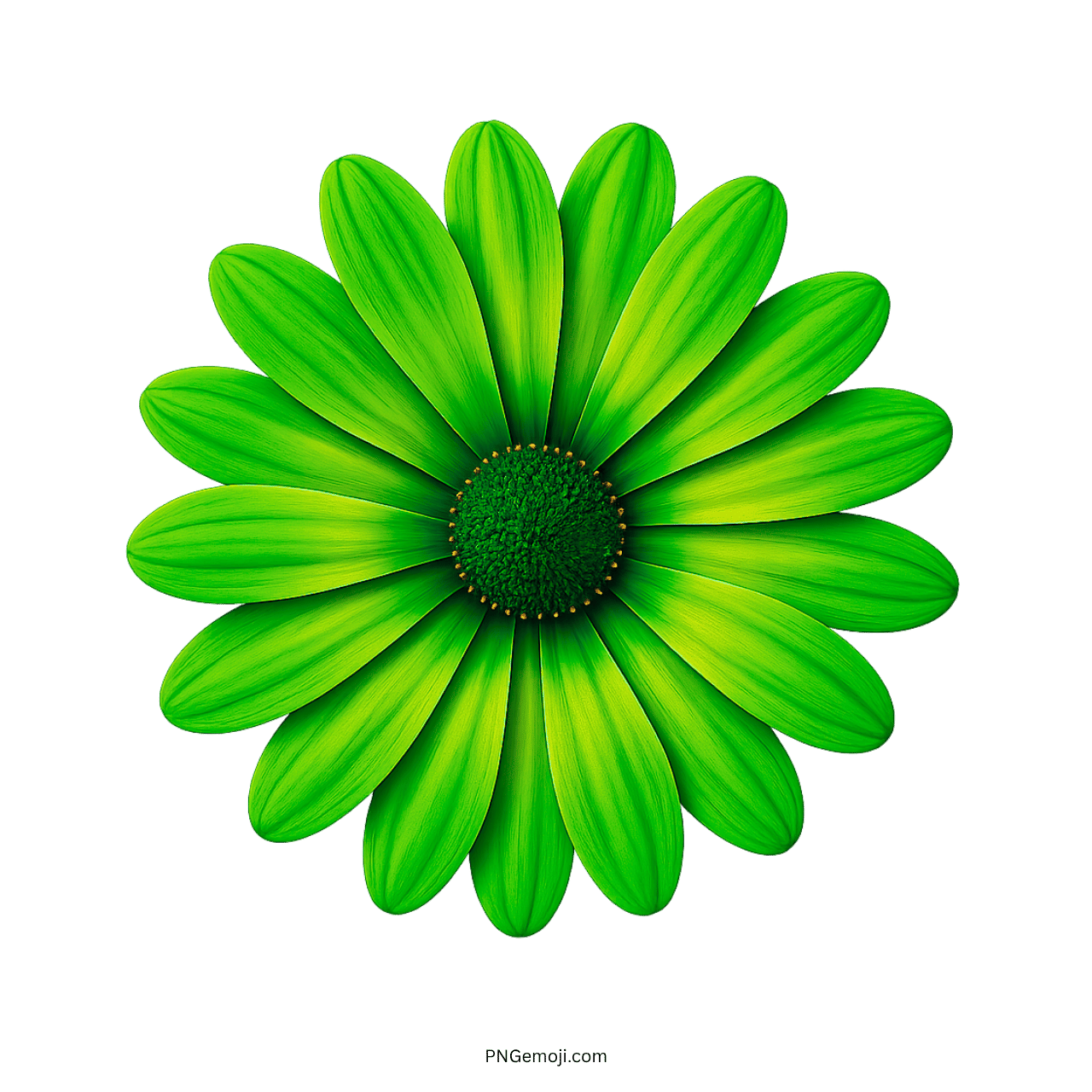 Bright green African daisy flower with fresh green petals and a matching center.
