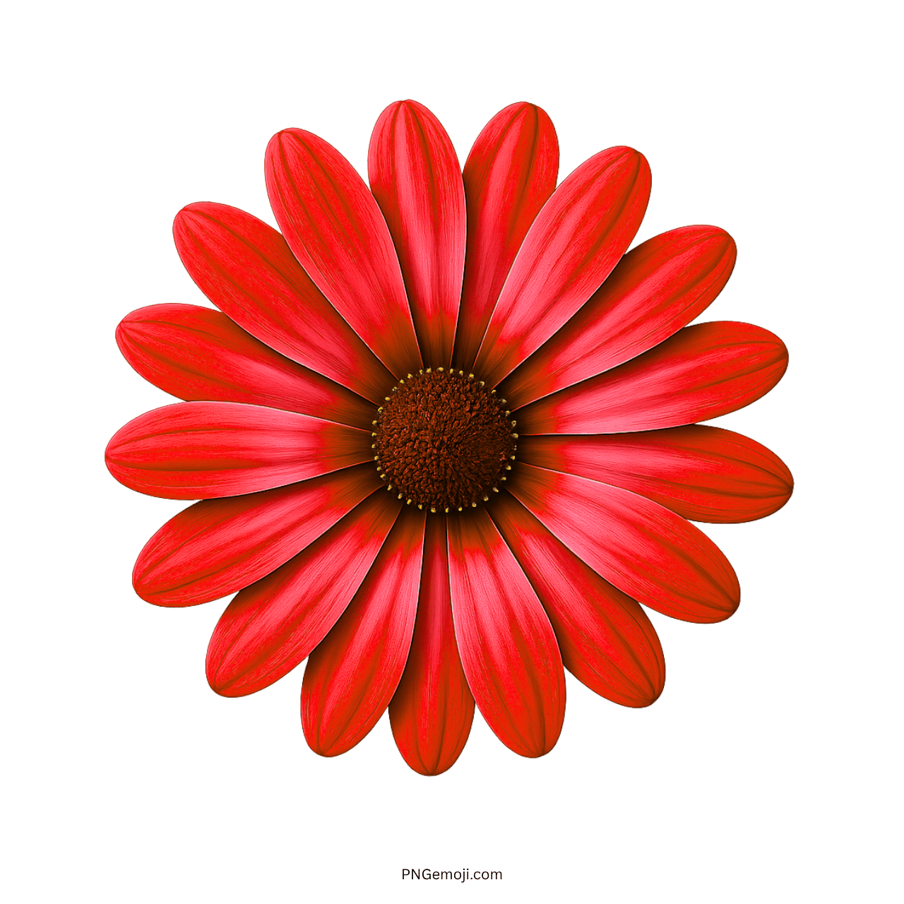 Bright red African daisy flower with vivid petals and a dark center.