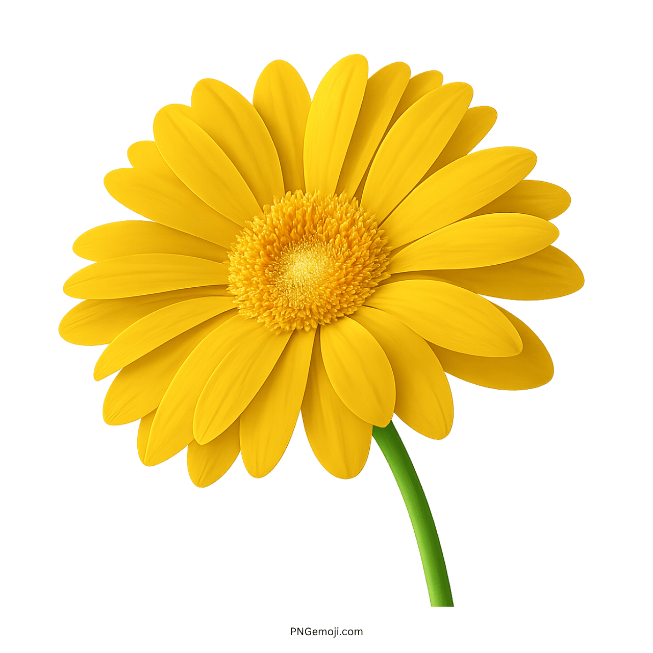 Bright yellow Gerbera Daisy with a textured center and green stem, perfect for vibrant floral designs.